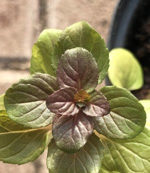 Mięta cytrusowa „Villa”