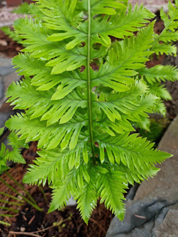 Paprotka walijska „Richard Kayse”