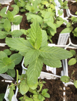 Mięta zielona „Manoppello''