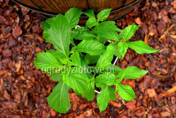 Bazylia „Green Pepper” wieloletnia