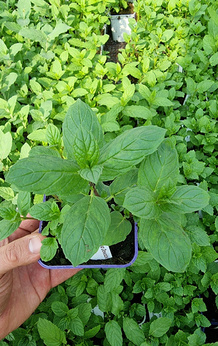 Mięta kumkwatowa Dewódzki