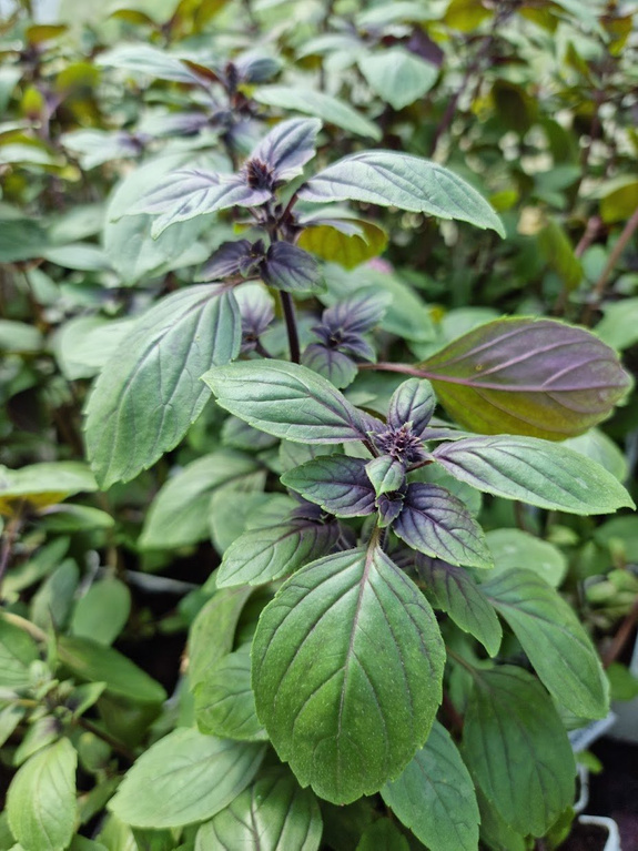 Bazylia niebieska wieloletnia