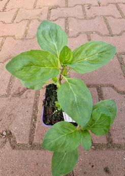 Mięta okręgowa pieprzowa „Przeradowo"