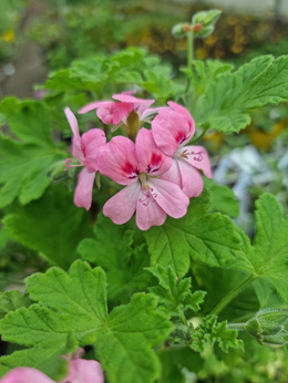 Pelargonia zapachowa różana „Sweet Miriam”