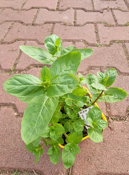 Mięta zielona eukaliptusowa Dewódzki