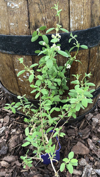 Oregano meksykańskie