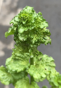 Mięta kędzierzawa „Norddeutsche”