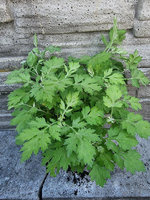 Bylica chińska „Momiyamea"