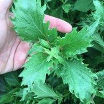 Bazylia „Zanzibar”