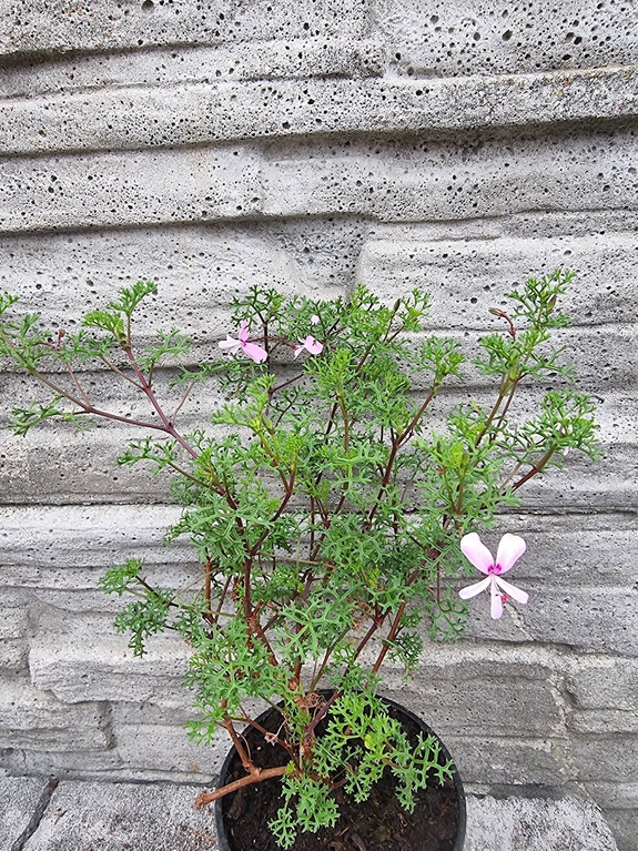 Pelargonia zapachowa „Fruticosum”