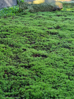 Płonnik jałowcowaty