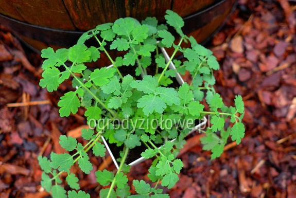 Glistnik jaskółcze ziele