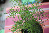 Pelargonia zapachowa „Filicifolium"