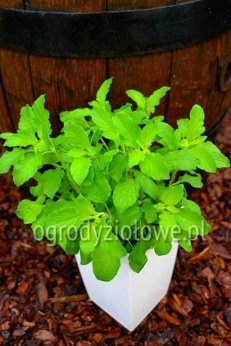 Bazylia święta zielona „Tulsi”