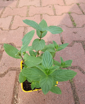 Mięta zielona „Silver Spearmint"