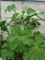 Pelargonia zapachowa „Clorinda"