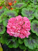 Pelargonia „Rosebud Sweet Jess"