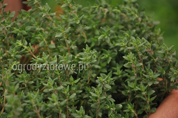 Tymianek właściwy