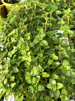 Macierzanka różana