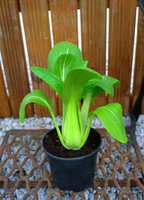 Kapusta chińska pak choi