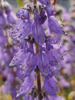 Pokrzywa indyjska „Makandi”