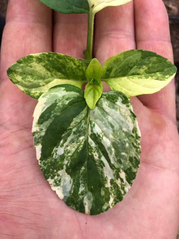 Mięta wodna dwubarwna Dewódzki