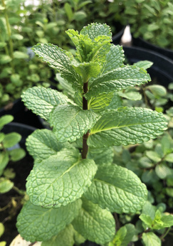 Mięta karbowana „Small Dole”