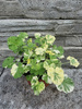 Pelargonia zapachowa „Snowy Nutmeg"