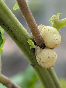 Pokrzywa bulwiasta japońska „Bulbifera"