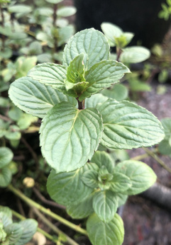 Mięta pieprzowa „May”