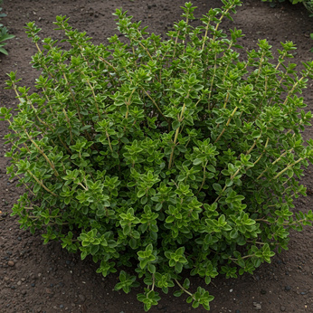 Tymianek pachnący „Linalool"