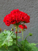 Pelargonia „Rosebud Bornholm"