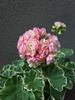 Pelargonia „Rosebud Uaito Ringu"