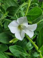 Surfinia „Table White"