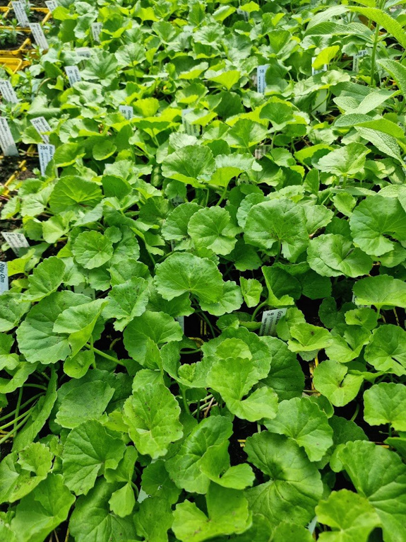 Gotu Kola