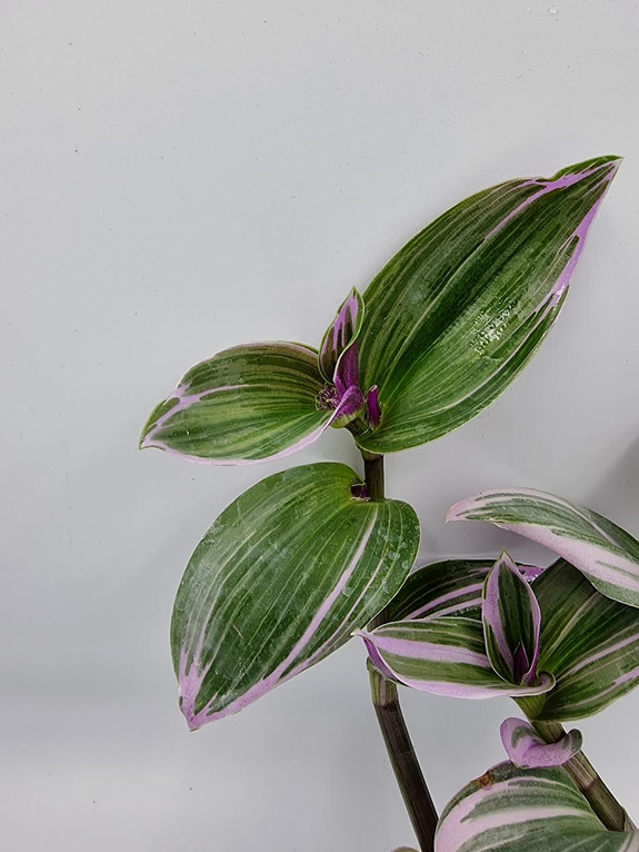 Trzykrotka „Nanouk”