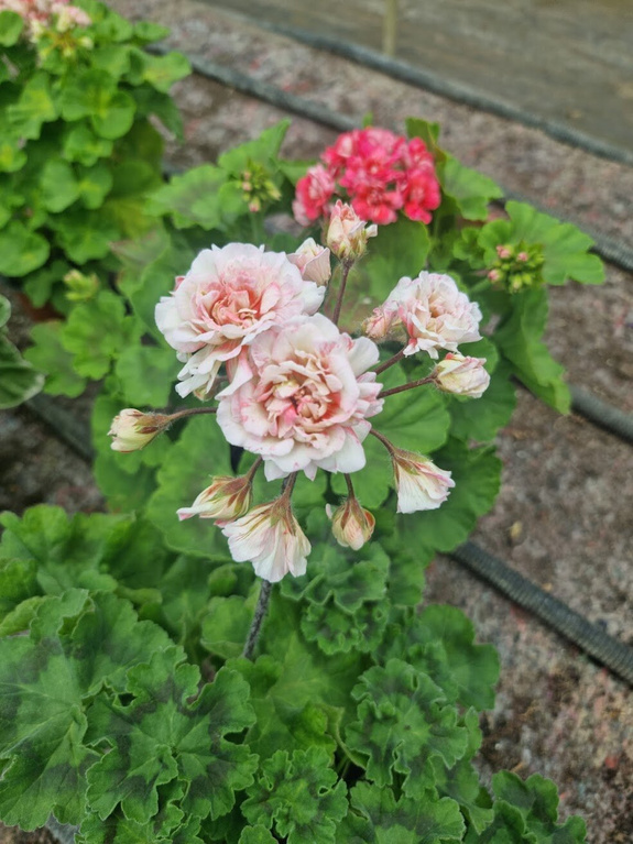 Pelargonia „Rosebud Rushmoor AVON"