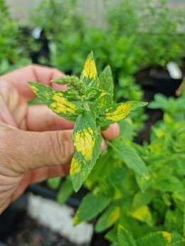 Mięta złota Dewódzki