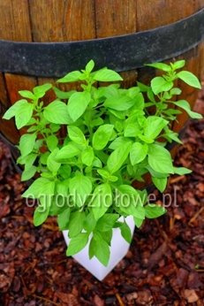 Bazylia egipska wieloletnia