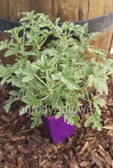 Pelargonia zapachowa „Robert's Lemon Rose”