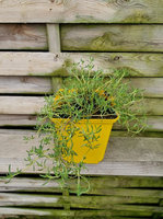 Tymianek hiszpański 'Orospedanus'