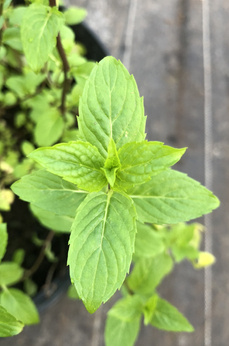 Mięta szwedzka szlachetna