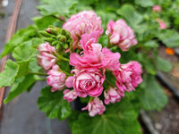 Pelargonia  „Rosebud Australian Pink Rambler"
