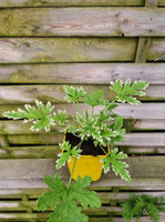 Pelargonia zapachowa „Fragrant Frosty"