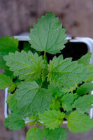 Pokrzywa amerykańska