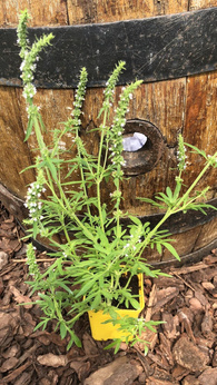 Kocimiętka japońska