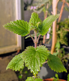 Pokrzywa kalifornijska