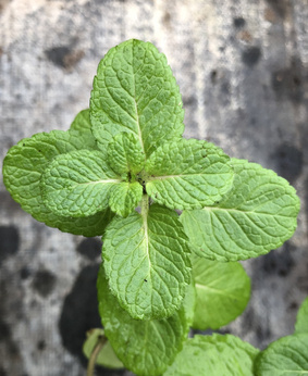 Mięta jabłkowa „Hollandia”