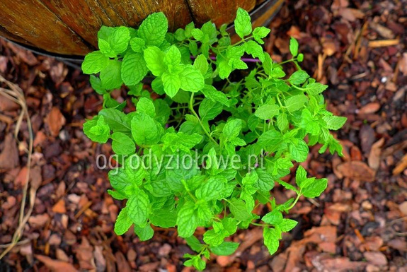 Mięta „Kentucky Spearmint”