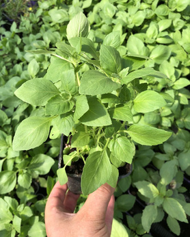 Bazylia święta dzika „Tulsi”